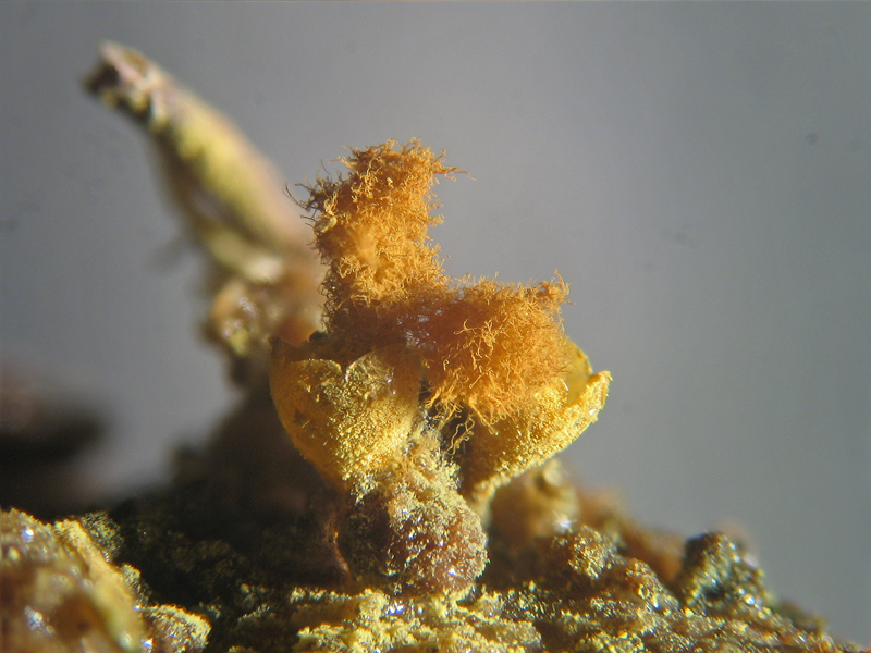 Ma non spariscono mai ?